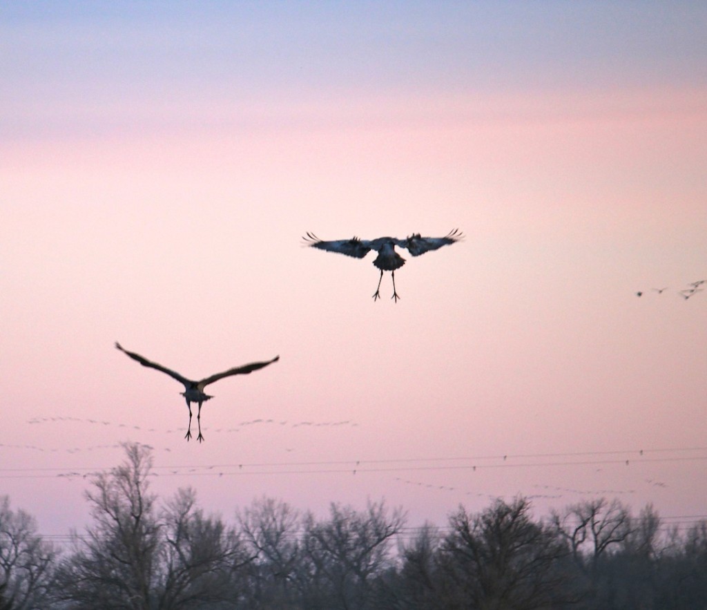 Nebraska’s Great Sandhill Crane Migration