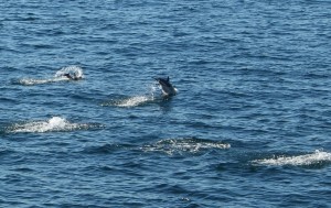 Dolphins off bow of M.V. Adventure Hornblower