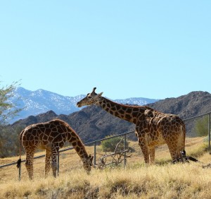 Exotic Giraffes at Living Desert Zoo & Gardens