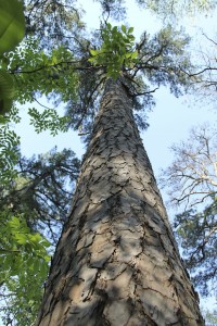 Towering tree in Hot Springs National Park