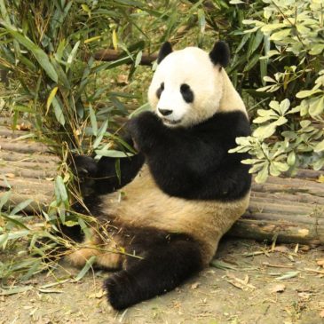 Giant Panda Research facility in Chengdu China explored