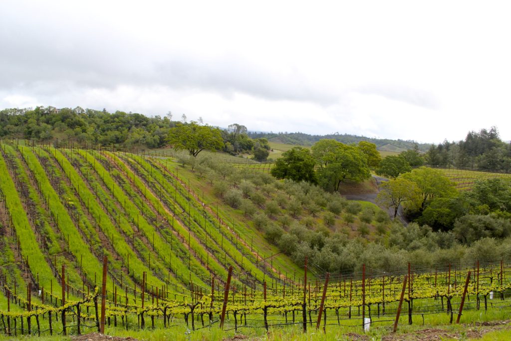 Trattorei Farms, Dry Creek Valley, Sonoma County. Photo Credit: Tom Wilmer