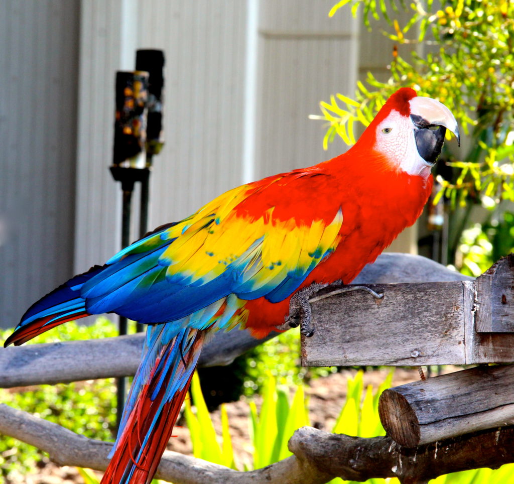 Colorful metaphor for the beauty of Mauna Kea Resort.